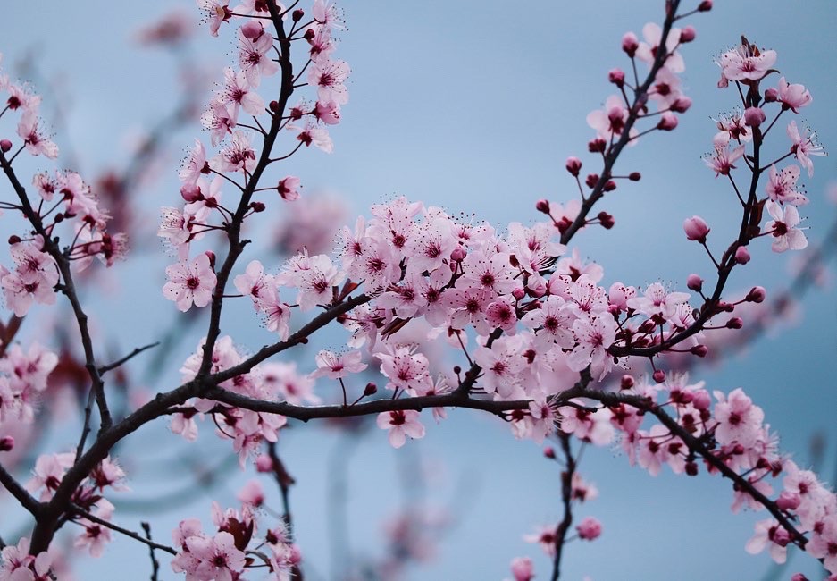 Cherry Blossom by Emily M